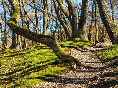 正版软件免费的CC在线压力测试